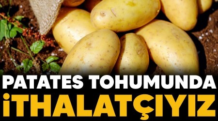 Patates tohumunda ithalatyz