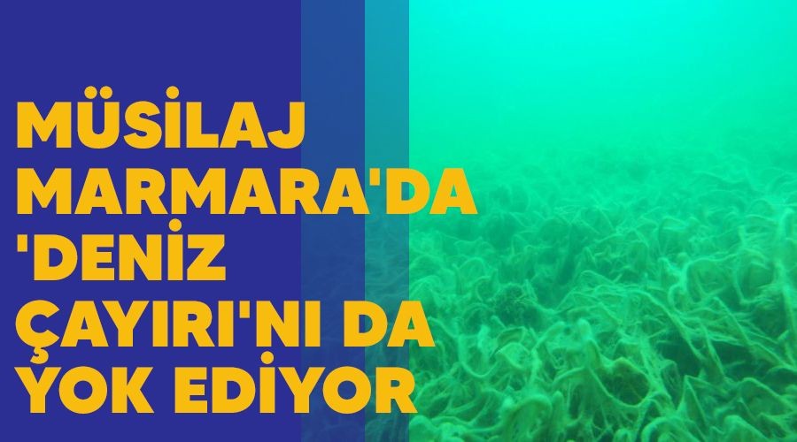 Msilaj Marmara'da 'deniz ayr'n da yok ediyor