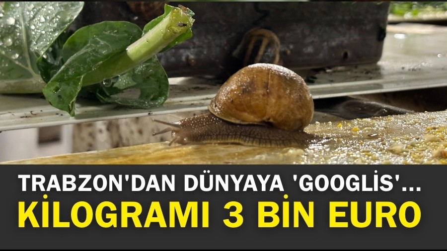Trabzon'dan dnyaya 'Googlis'... Kilogram 3 bin Euro...