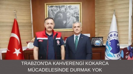 Trabzon'da Kahverengi Kokarca Mcadelesinde Durmak Yok