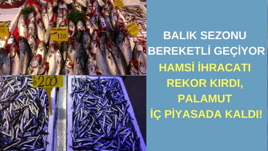 Balk Sezonu Bereketli Geiyor: Hamsi hracat Rekor Krd, Palamut  Piyasada Kald!