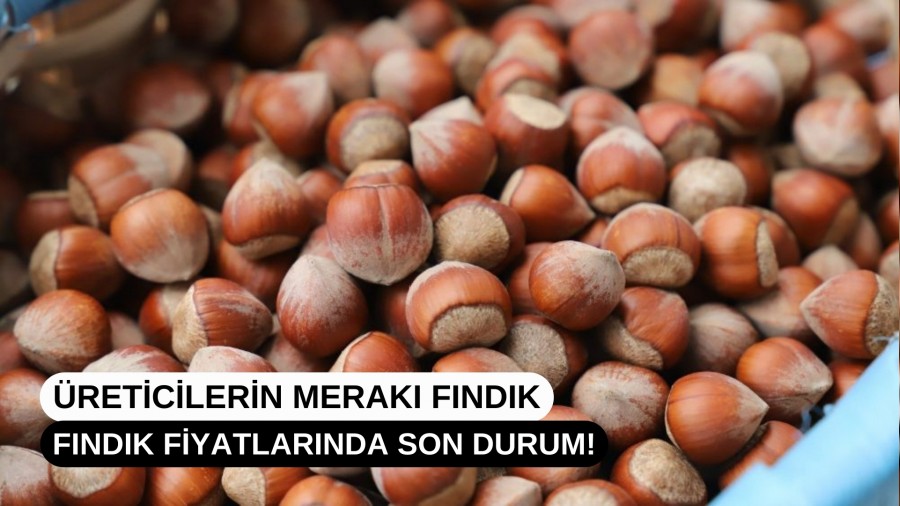 reticilerin Merak Fndk: Fndk Fiyatlarnda Son Durum