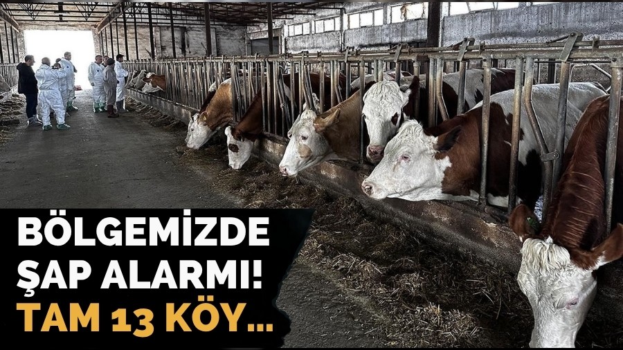 Bölgemizde şap alarmı! Tam 13 köy…