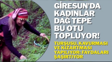 Giresun'da kadnlar da tepe bu otu topluyor! Turusu, kavurmas ve kzartmas yaplyor: Faydalar artyor