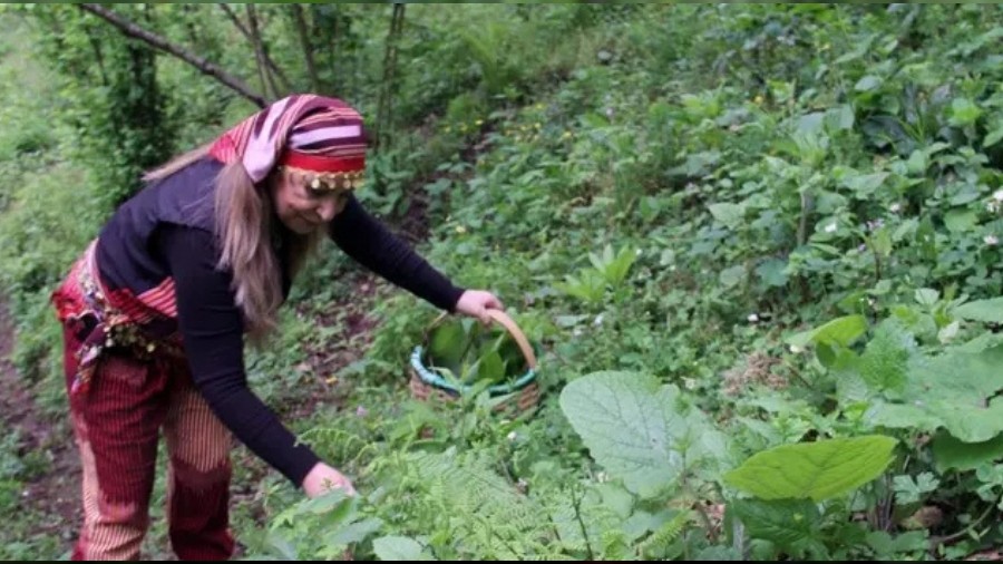 Giresun'da kadnlar da tepe bu otu topluyor! Turusu, kavurmas ve kzartmas yaplyor: Faydalar artyor
