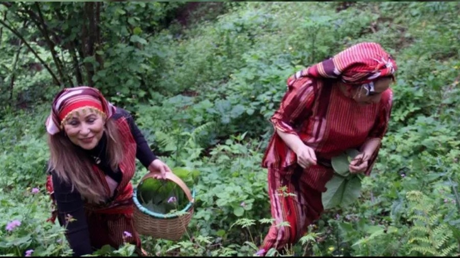 Giresun'da kadnlar da tepe bu otu topluyor! Turusu, kavurmas ve kzartmas yaplyor: Faydalar artyor