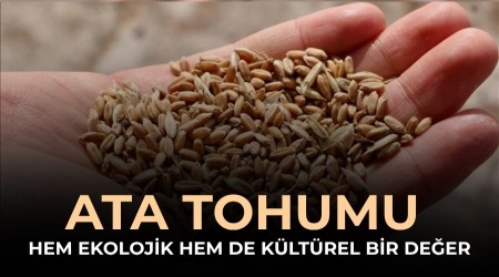 Ata tohumu: Hem ekolojik hem de k�lt�rel bir de�er