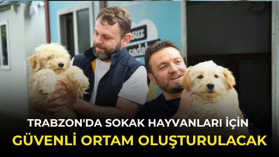 Trabzon'da sokak hayvanları için güvenli ortam oluşturulacak