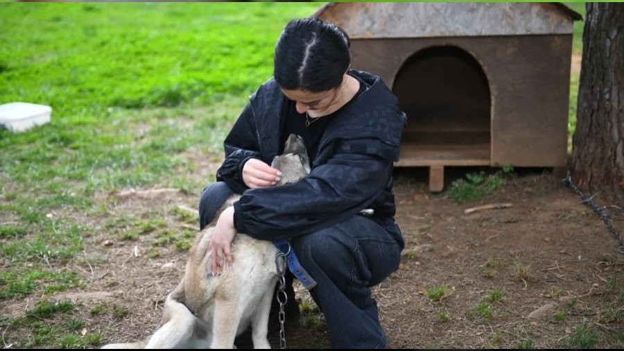 Trabzon'da sokak hayvanları için güvenli ortam oluşturulacak